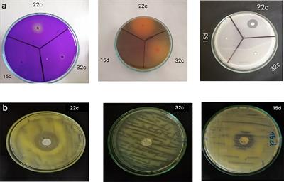 Phosphate and potash solubilizing bacteria from Moroccan phosphate mine showing antagonism to bacterial canker agent and inducing effective tomato growth promotion